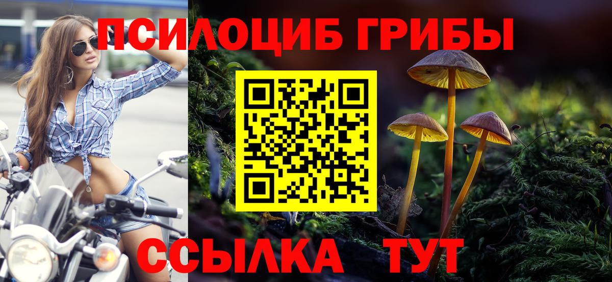 Псилоцибиновые грибы Psilocybine cubensis Фурманов